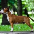 Mini bull terrier: vše o neobvyklém plemeni